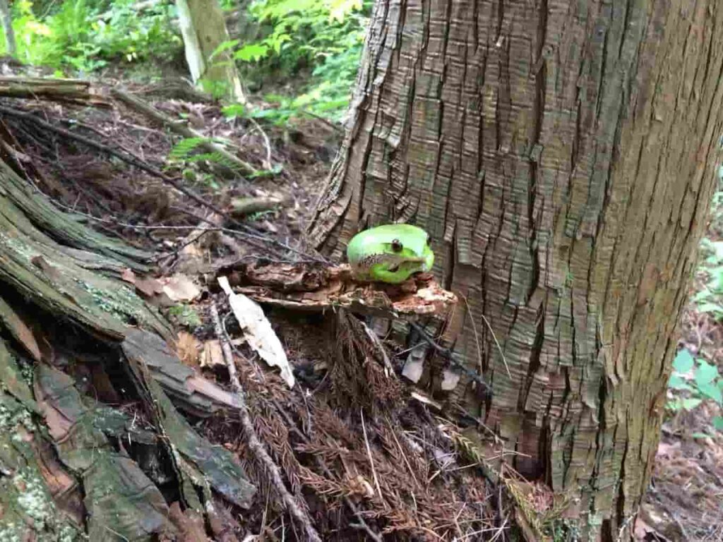 モリアオガエル